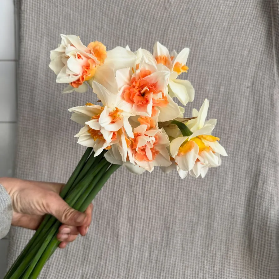 Bouquet de narcisses tenu à la main, fleurs de saison d'un abonnement de fleurs de la ferme La Clergerie