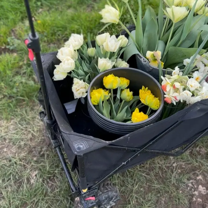 Brouette remplie de tulipes et de narcisses fraîchement cueillis à la ferme florale