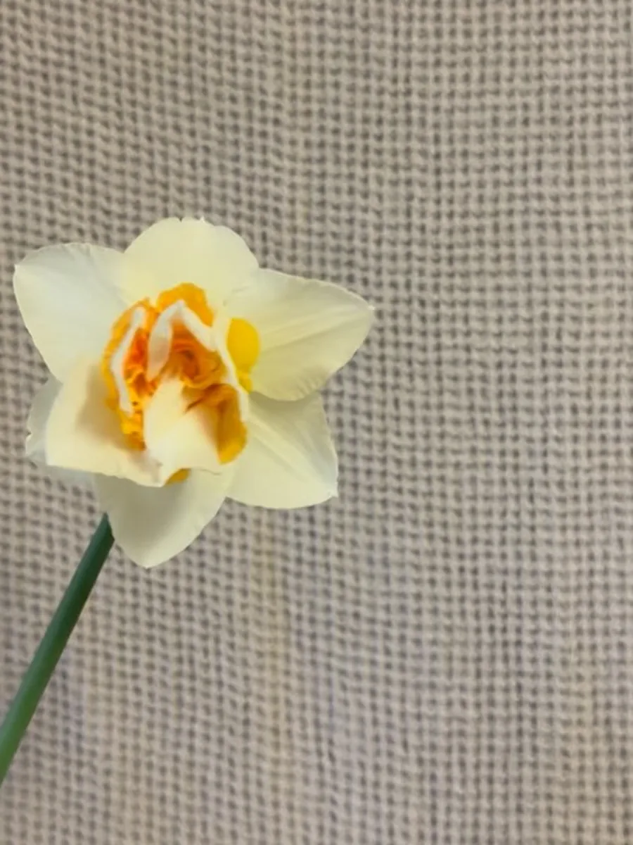 Narcisse, fleur de saison délicate pour une composition d'hommage
